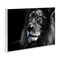 Stupell Industries Lion Portrait Close Up Wall Plaque By Danita Delimont